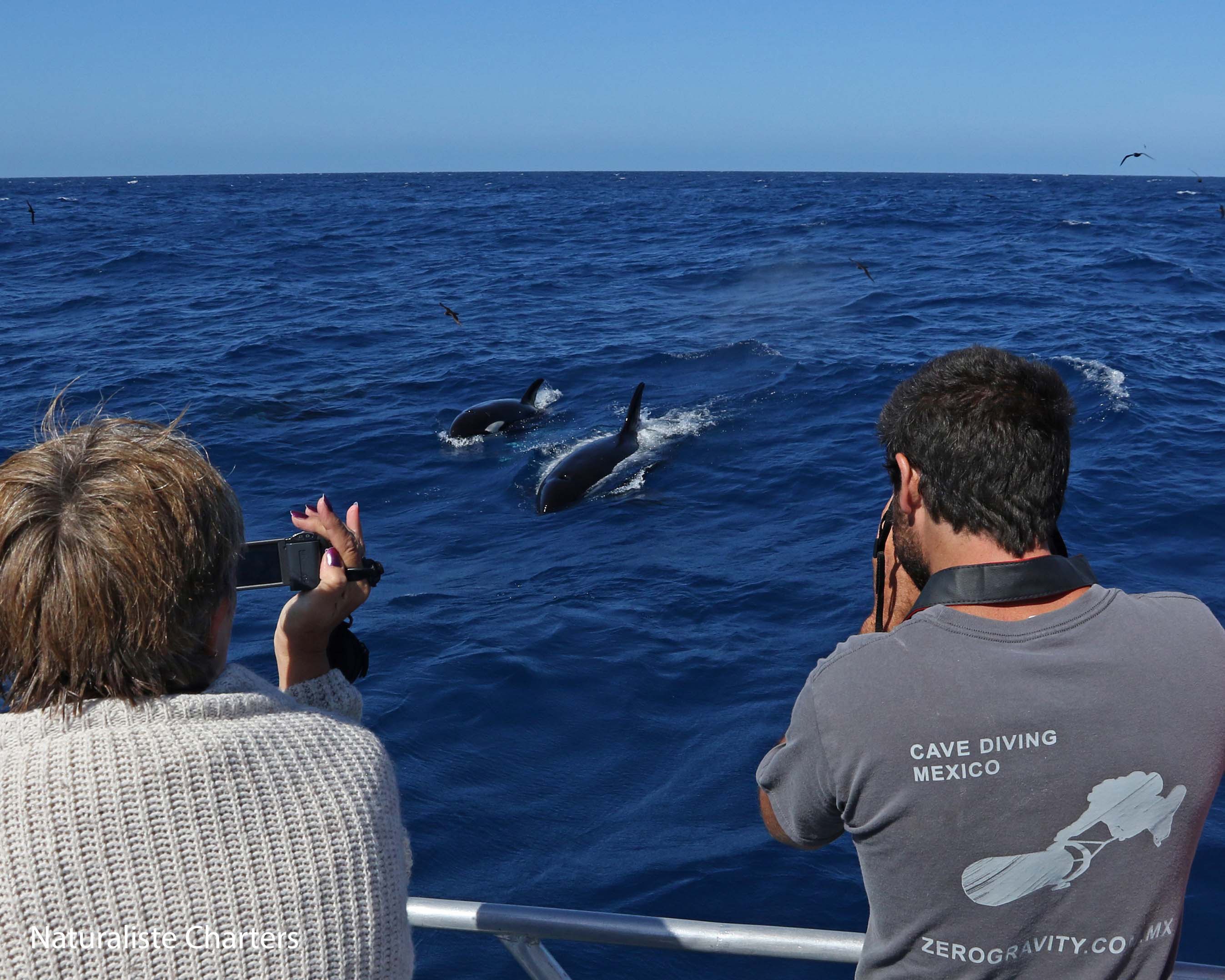 passengers on boat photographing killer whales in water