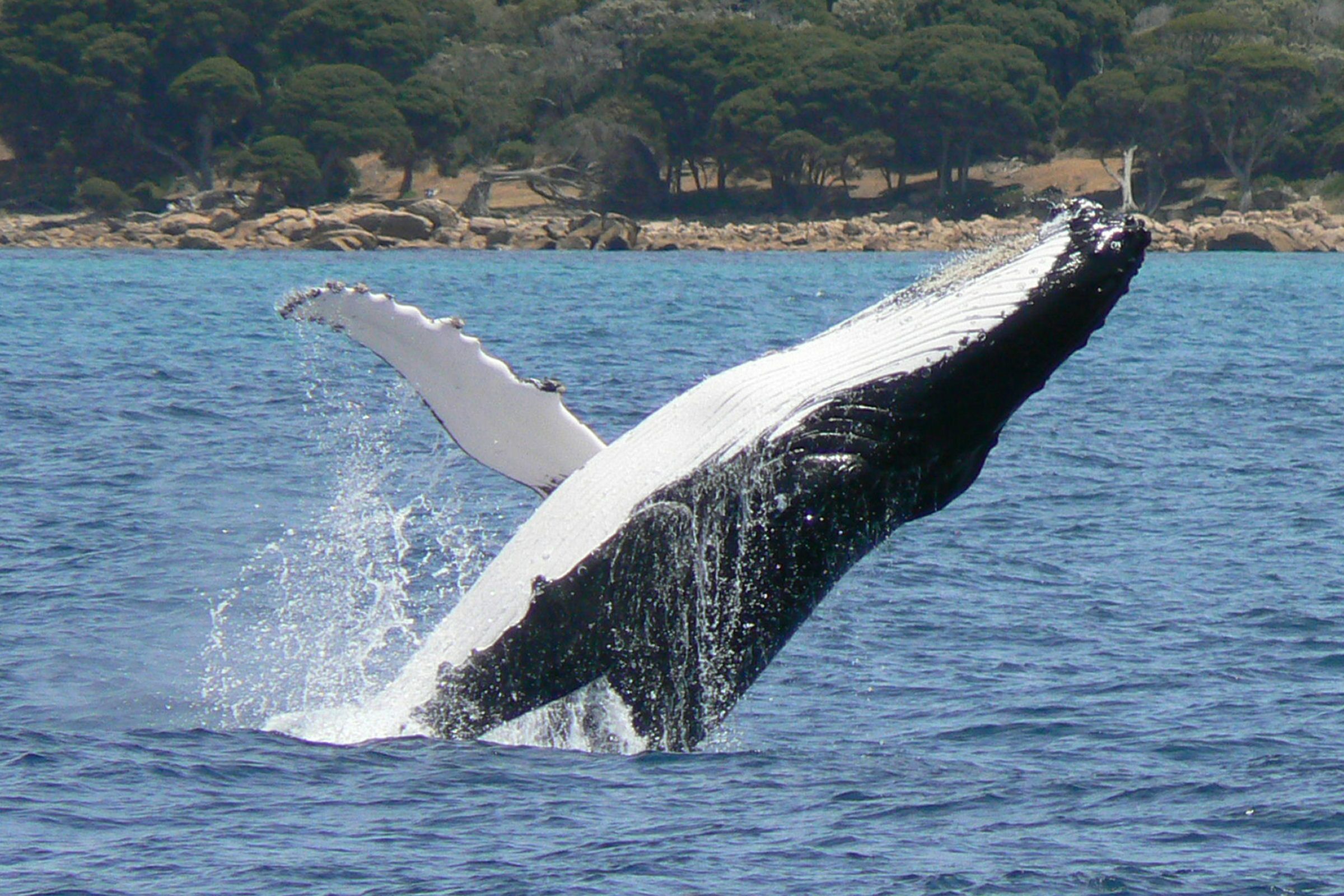 Hump back whale breaching backwards