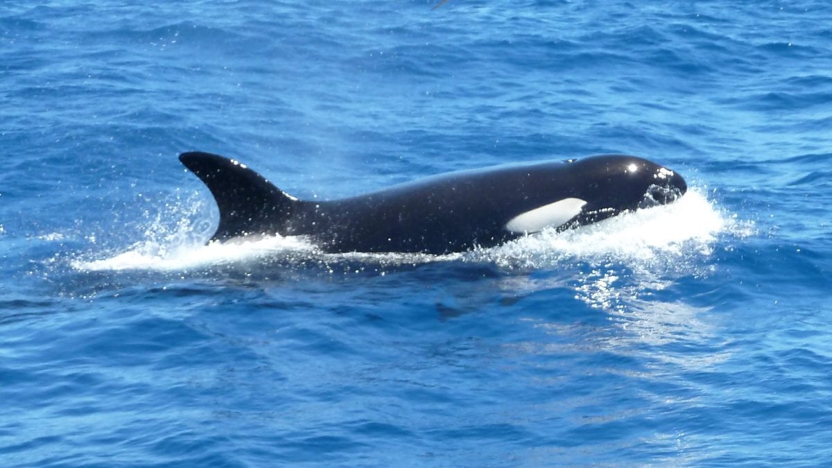 Killer whale surfacing water