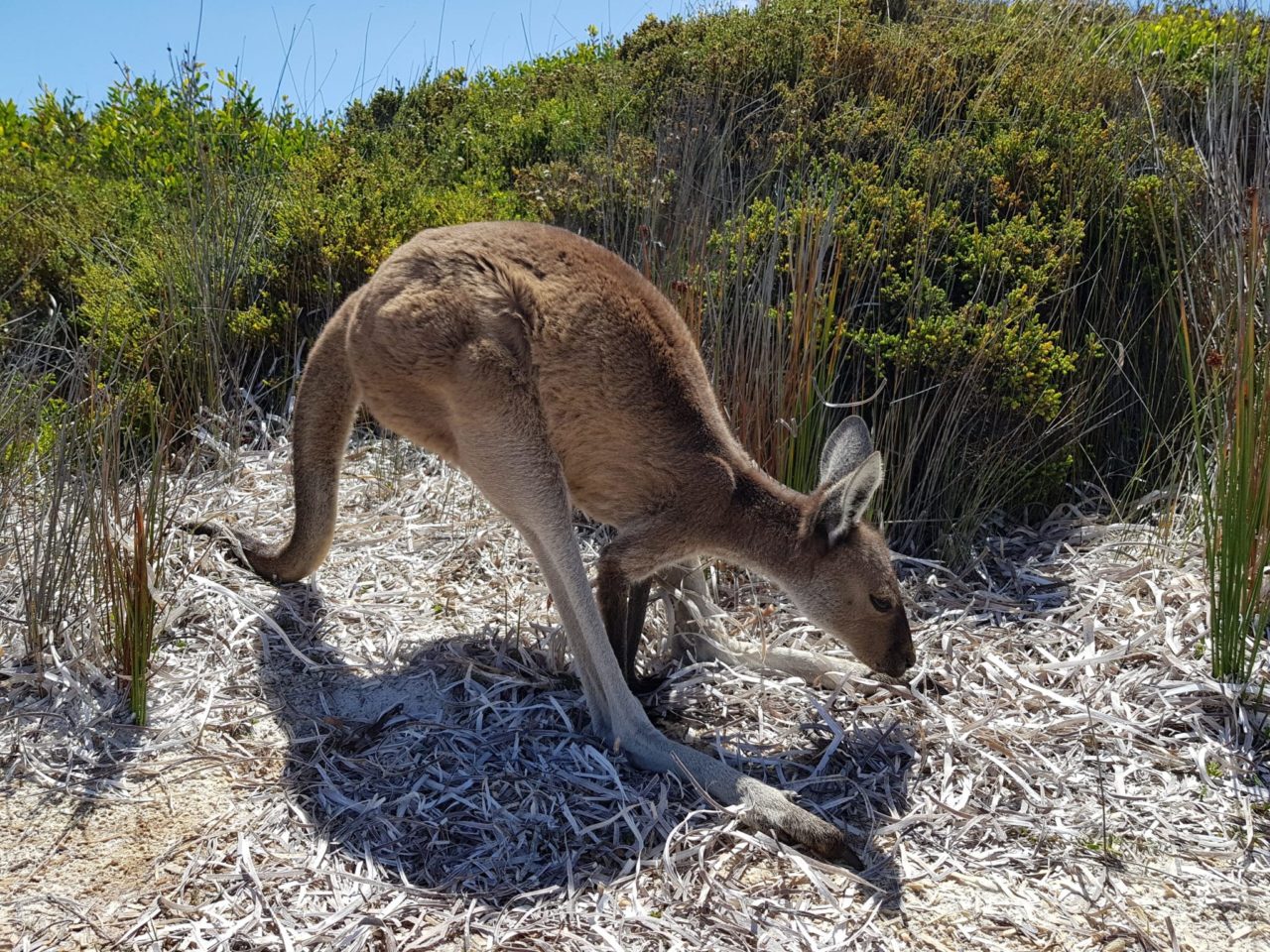 kangaroo grazing on beach at Esperance
